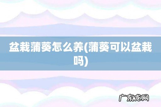 蒲葵可以盆栽吗 盆栽蒲葵怎么养