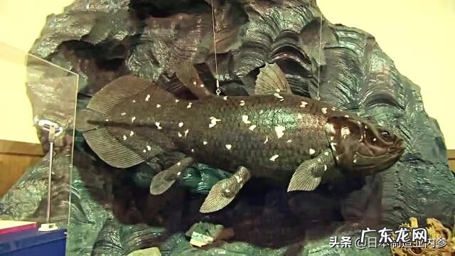 老鼠死在店里什么兆头 为什么门头风水属鼠的老掉魂