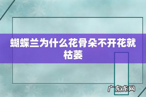 蝴蝶兰为什么花骨朵不开花就枯萎