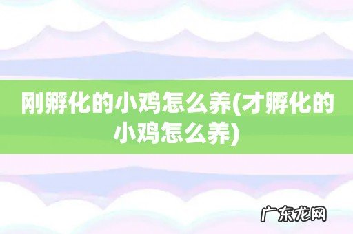 才孵化的小鸡怎么养 刚孵化的小鸡怎么养