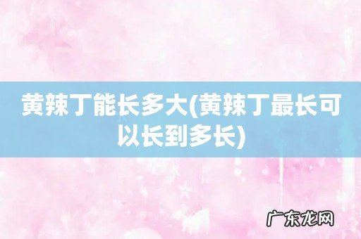 黄辣丁最长可以长到多长 黄辣丁能长多大