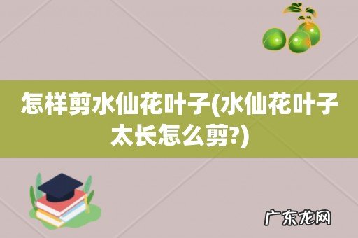 水仙花叶子太长怎么剪? 怎样剪水仙花叶子