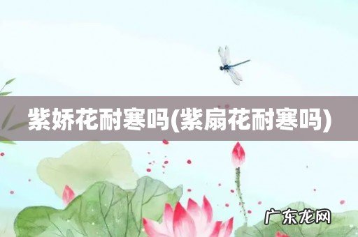 紫扇花耐寒吗 紫娇花耐寒吗