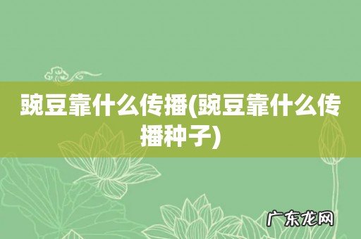 豌豆靠什么传播种子 豌豆靠什么传播