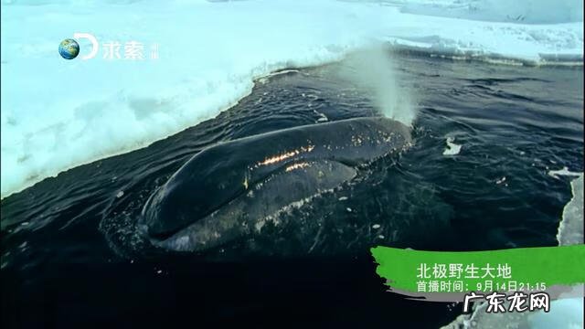 手机版宠物连连看 宠物连连看v4 1