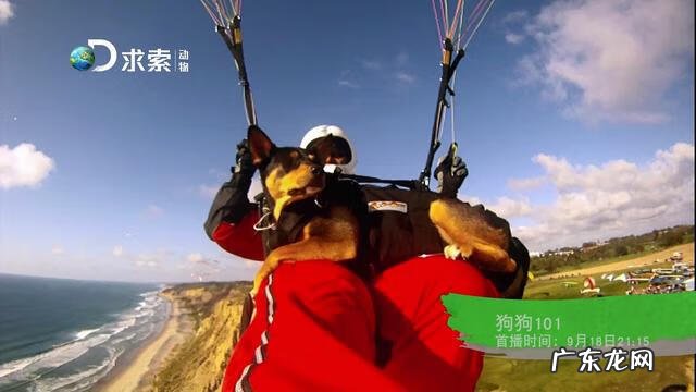 手机版宠物连连看 宠物连连看v4 1