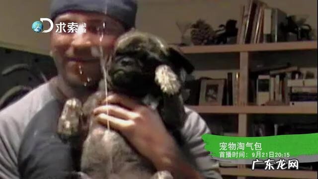 手机版宠物连连看 宠物连连看v4 1