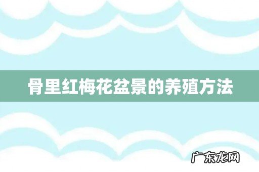 骨里红梅花盆景的养殖方法