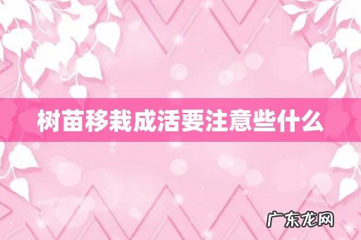 树苗移栽成活要注意些什么