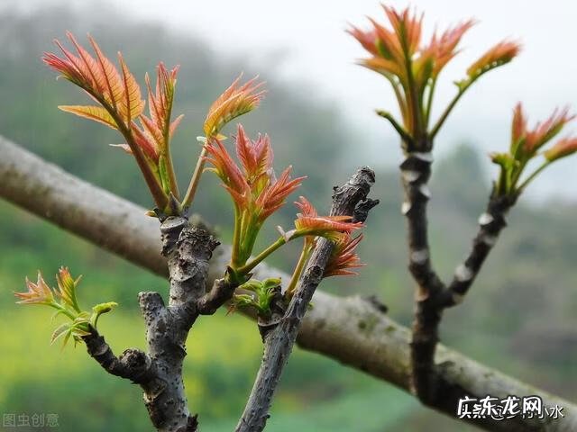 怎么介绍香椿 香椿是什么意思