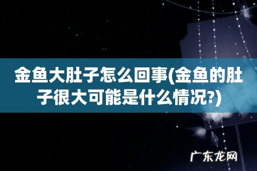 金鱼的肚子很大可能是什么情况? 金鱼大肚子怎么回事