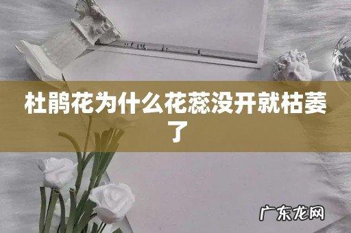 杜鹃花为什么花蕊没开就枯萎了