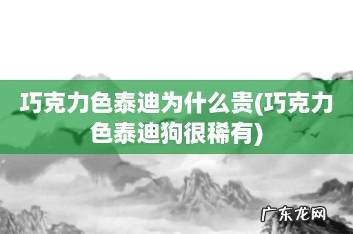 巧克力色泰迪狗很稀有 巧克力色泰迪为什么贵