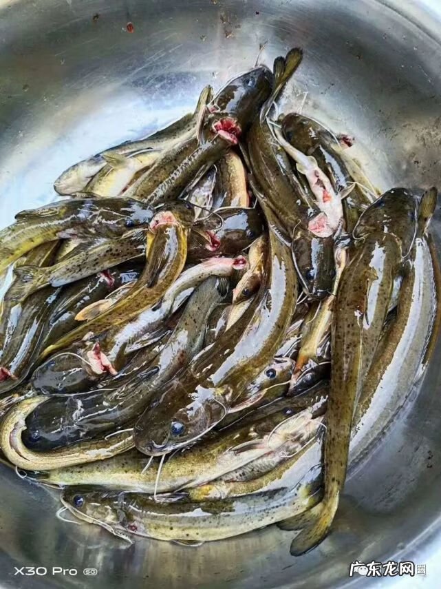 大化江南乡风水留题 广西大化江州凤凰山风水图