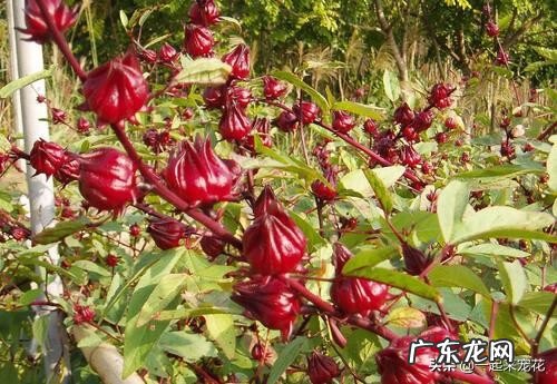 洛神花的功效及搭配 盆栽洛神花