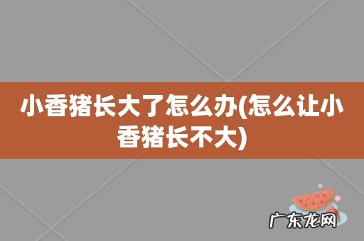 怎么让小香猪长不大 小香猪长大了怎么办