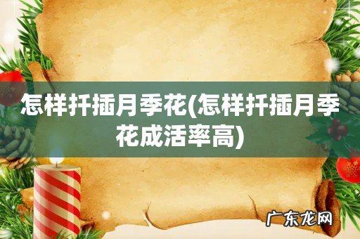 怎样扦插月季花成活率高 怎样扦插月季花