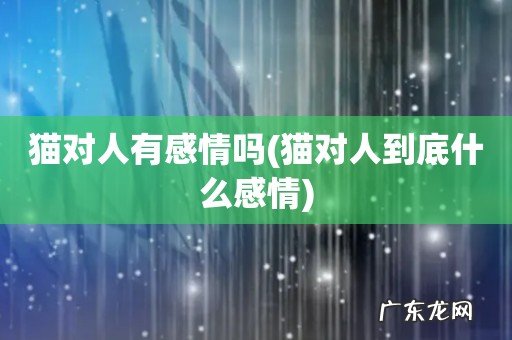 猫对人到底什么感情 猫对人有感情吗