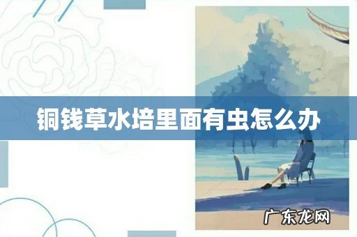 铜钱草水培里面有虫怎么办