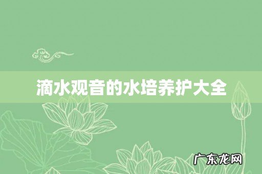滴水观音的水培养护大全