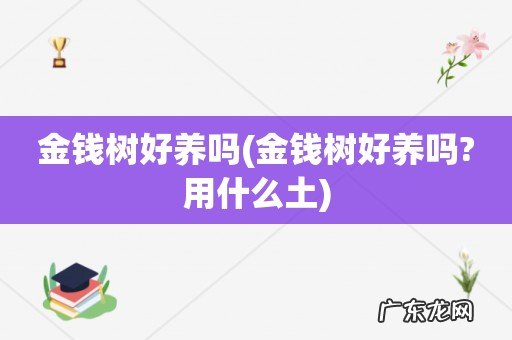 金钱树好养吗?用什么土 金钱树好养吗