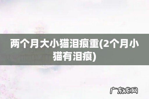 2个月小猫有泪痕 两个月大小猫泪痕重