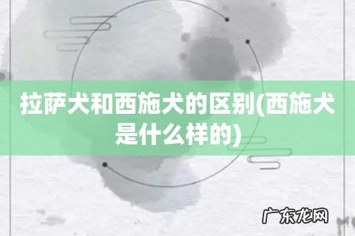 西施犬是什么样的 拉萨犬和西施犬的区别