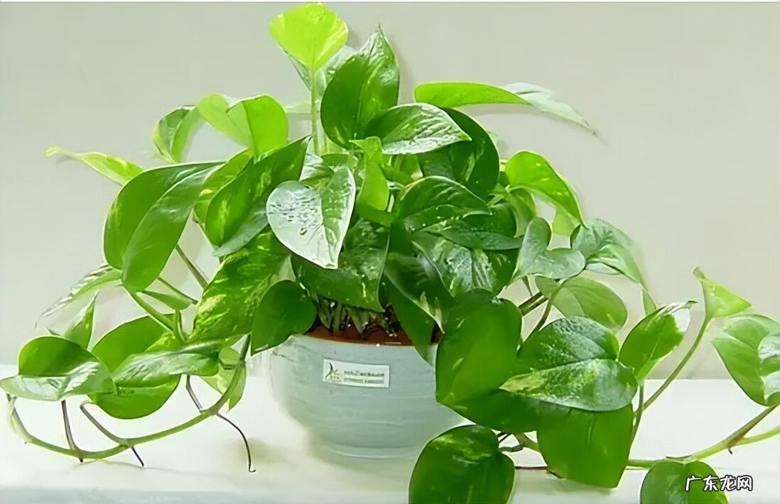 绿萝的摆放风水禁忌 电视机旁放绿萝影响风水吗