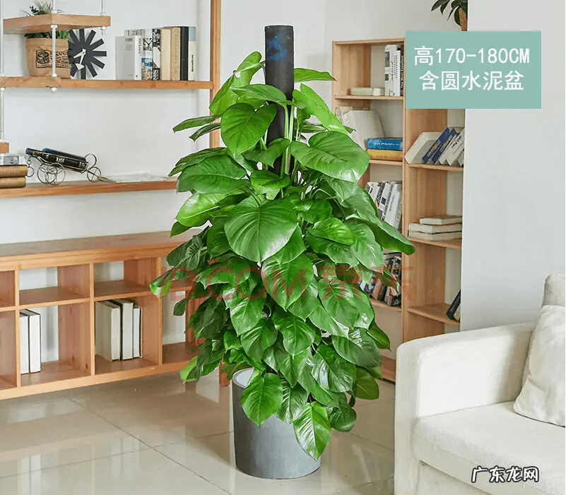 绿萝的摆放风水禁忌 电视机旁放绿萝影响风水吗