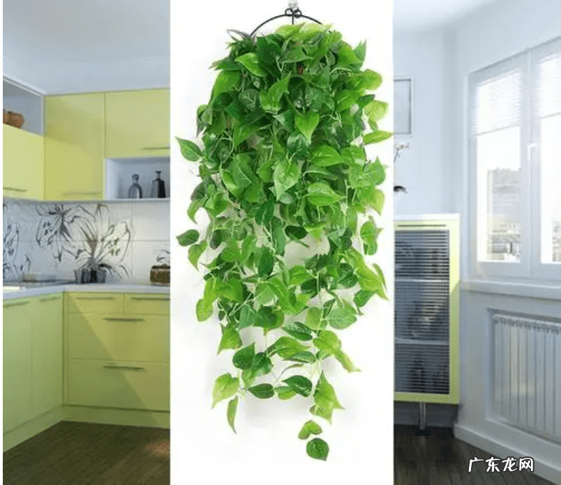 绿萝的摆放风水禁忌 电视机旁放绿萝影响风水吗