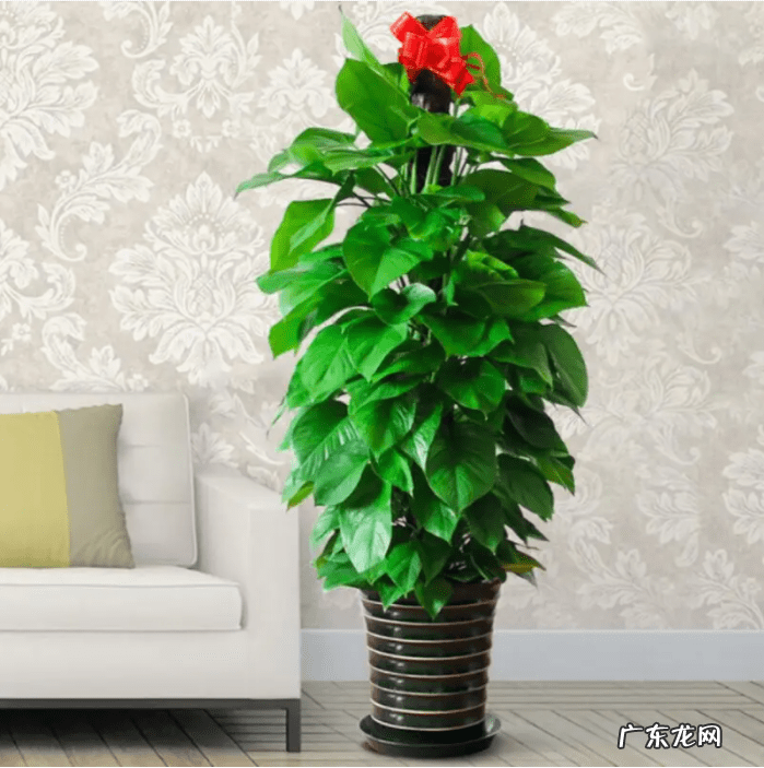 绿萝的摆放风水禁忌 电视机旁放绿萝影响风水吗