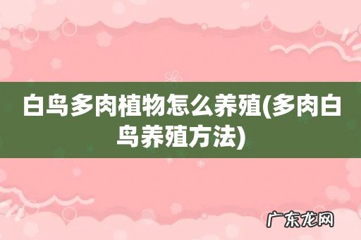 多肉白鸟养殖方法 白鸟多肉植物怎么养殖