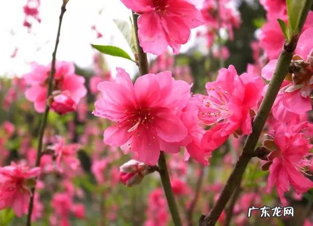 100个养生小窍门 养生大全与功效