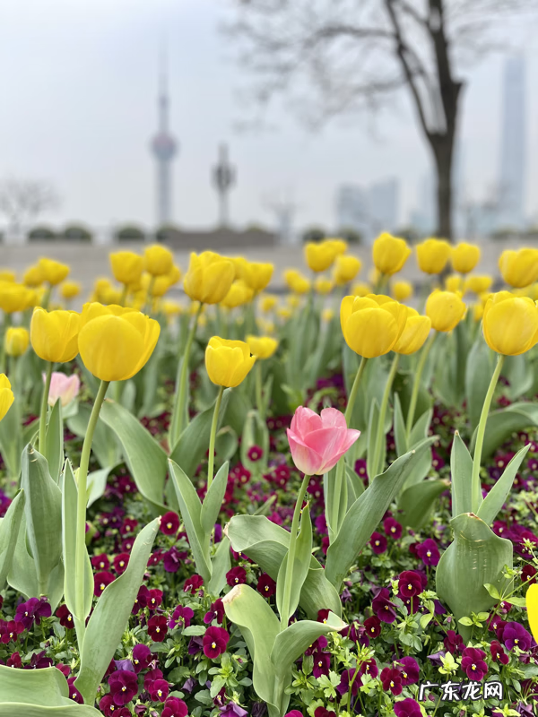 楼房在十字路口的高层 高架十字路口的房子