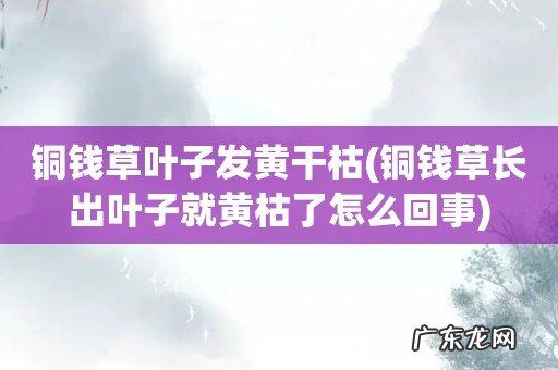铜钱草长出叶子就黄枯了怎么回事 铜钱草叶子发黄干枯