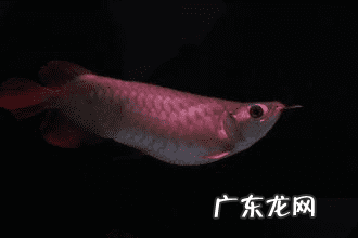 星点龙鱼是风水鱼吗 澳洲星点龙鱼