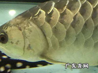 星点龙鱼是风水鱼吗 澳洲星点龙鱼