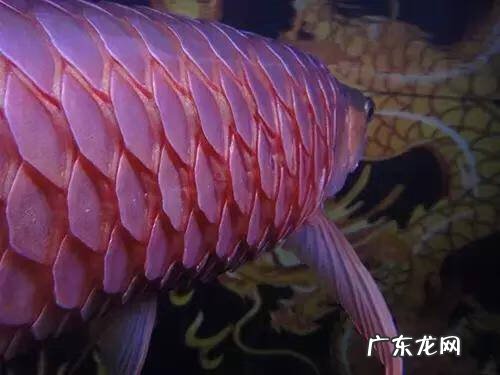 星点龙鱼是风水鱼吗 澳洲星点龙鱼