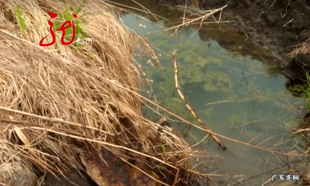 半透明石头图片和价值 不透水的石头