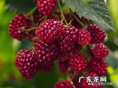 柳树枝桃树枝有什么作用 桃枝柳枝有啥用处