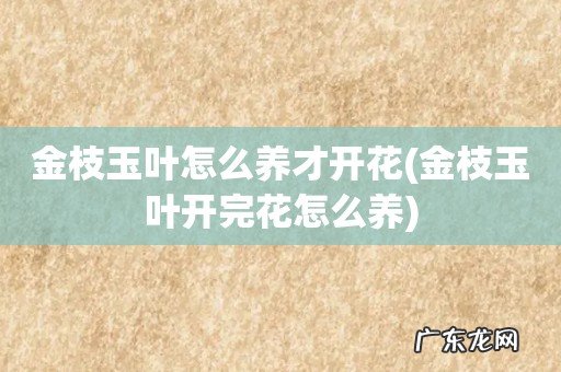 金枝玉叶开完花怎么养 金枝玉叶怎么养才开花