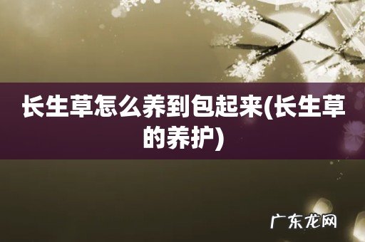 长生草的养护 长生草怎么养到包起来