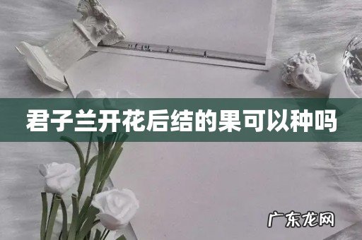 君子兰开花后结的果可以种吗