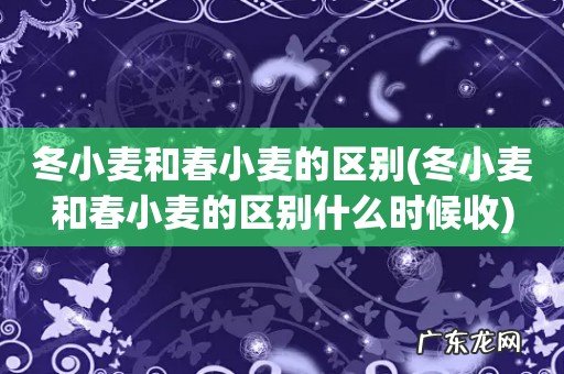 冬小麦和春小麦的区别什么时候收 冬小麦和春小麦的区别
