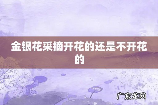 金银花采摘开花的还是不开花的