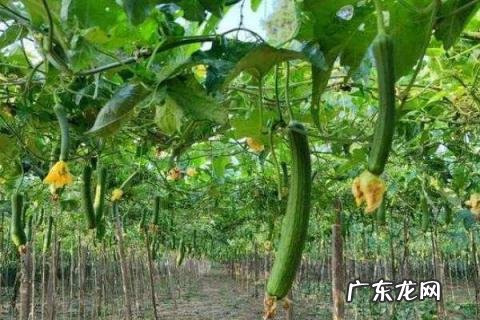 丝瓜长到多高开始打顶摘心？丝瓜怎么防治病虫害？