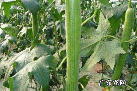 丝瓜长到多高开始打顶摘心？丝瓜怎么防治病虫害？