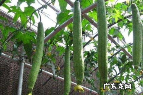 丝瓜长到多高开始打顶摘心？丝瓜怎么防治病虫害？