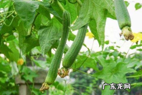 丝瓜长到多高开始打顶摘心？丝瓜怎么防治病虫害？