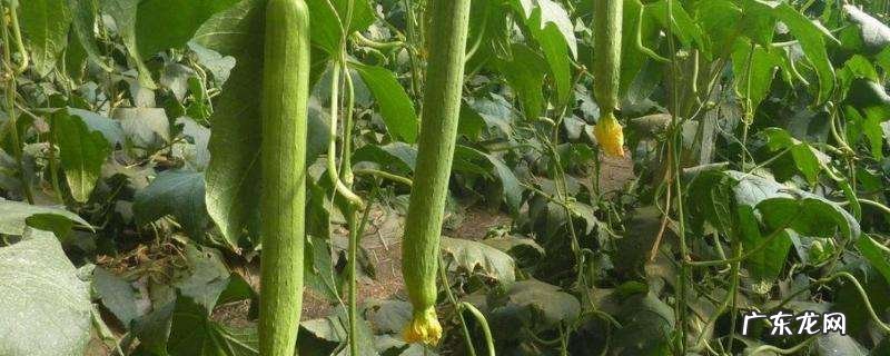 丝瓜长到多高开始打顶摘心？丝瓜怎么防治病虫害？